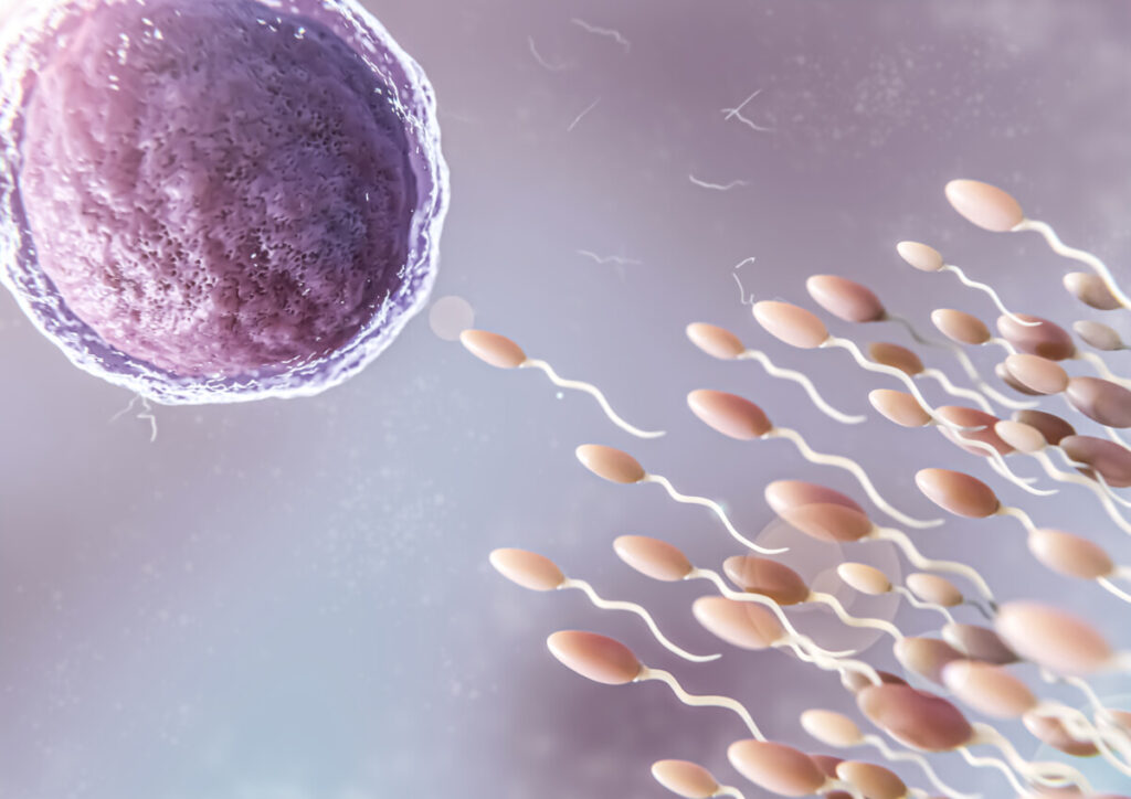 óvulo sendo fecundado por espermatozóide